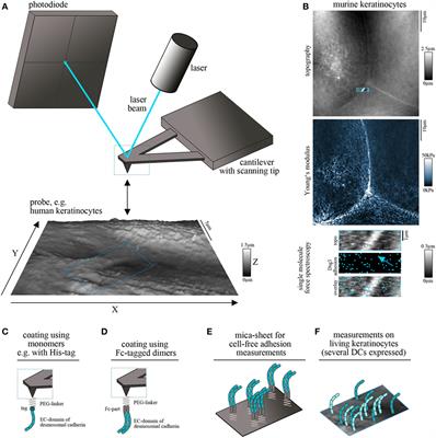 Atomic Force Microscopy Provides New Mechanistic Insights into the Pathogenesis of Pemphigus